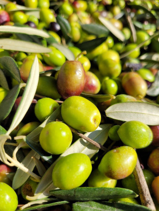 Raccolta delle olive del Parco archeologico a Pompei