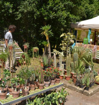 Pianta il giardino e non solo - VIII edizione