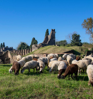 Eco pascolo a Pompei 